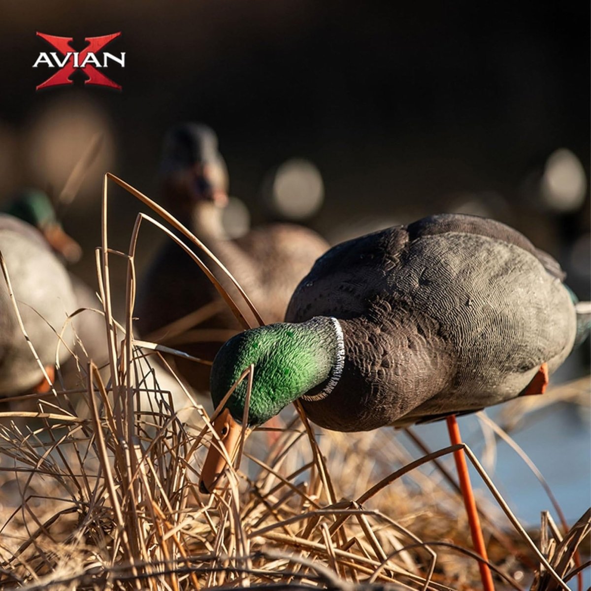 Avian X AXP Full Body Mallards Fusion Pack of 6 Decoys Includes Slot Bag and Field Stakes - Forza Sports