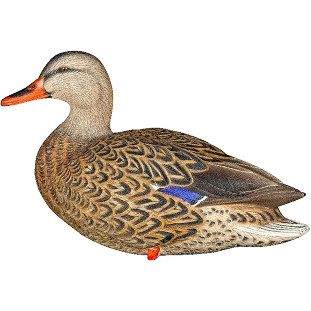 Avian X AXP Full Body Mallards Fusion Pack of 6 Decoys Includes Slot Bag and Field Stakes - Forza Sports