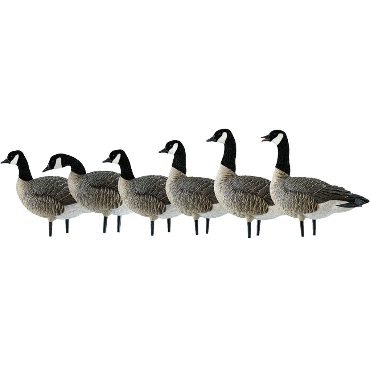 Avian X AXP Lessers : Active Pack of 6 Decoys - Forza Sports