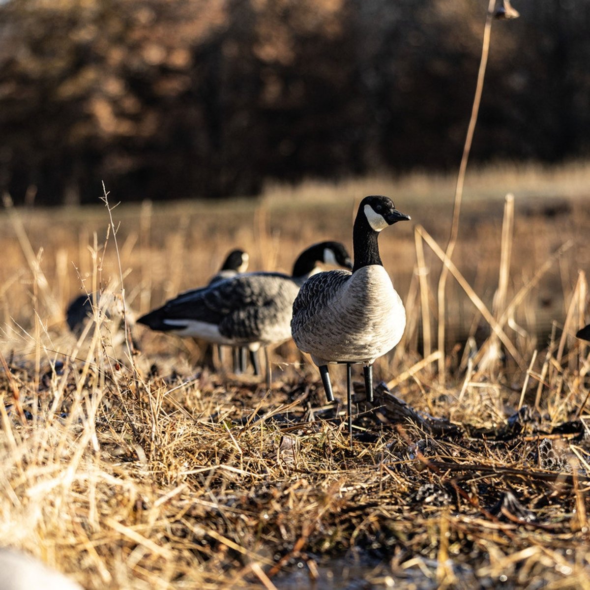 Avian X AXP Lessers : Active Pack of 6 Decoys - Forza Sports