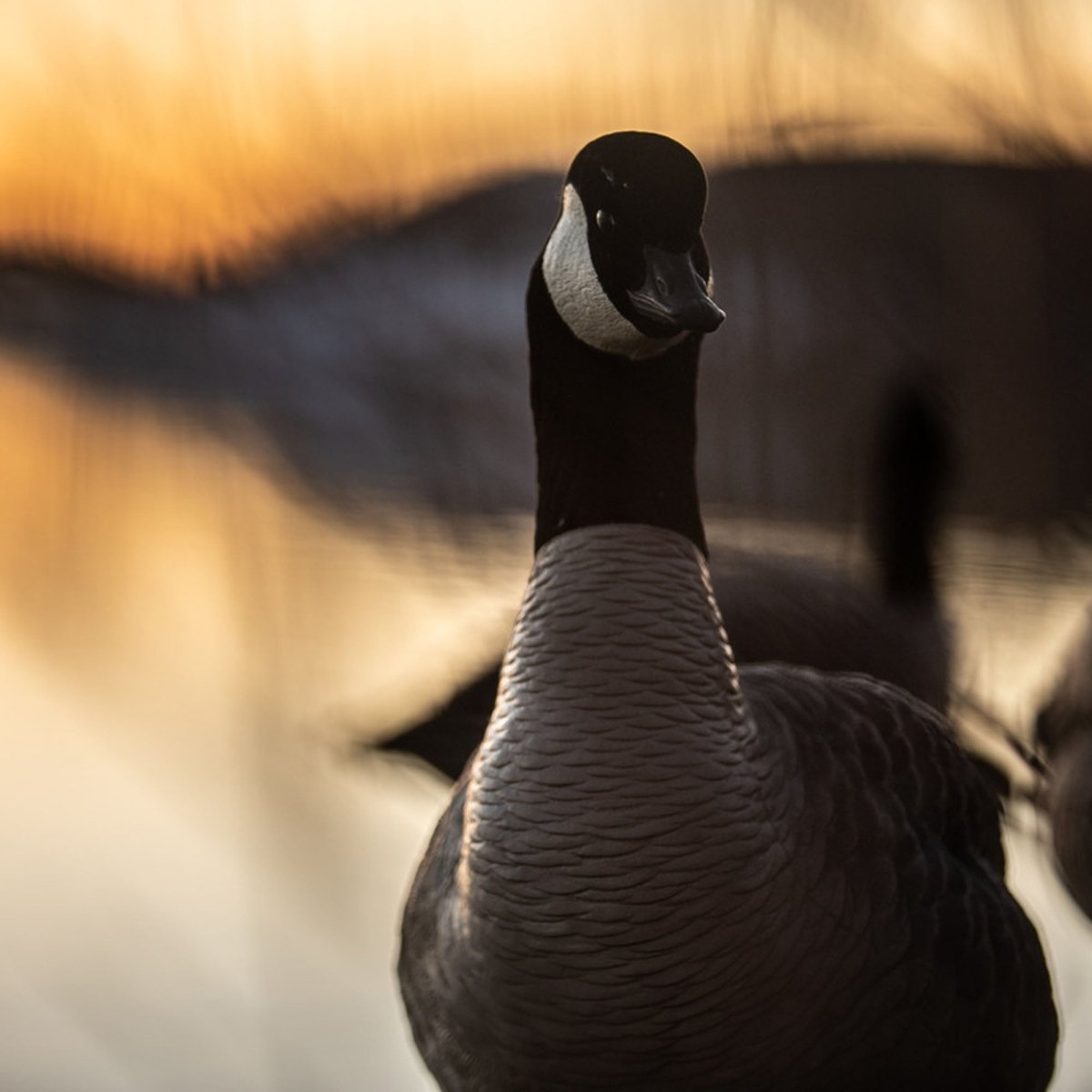 Avian X AXP Lessers : Active Pack of 6 Decoys - Forza Sports