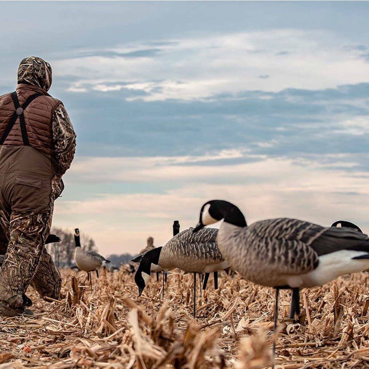 Avian X AXP Lessers : Feeder Pack of 6 Decoys - Forza Sports
