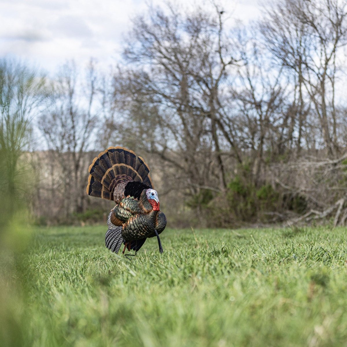 Avian X Heavy Duty Realism Feeding Hen Decoy - Forza Sports