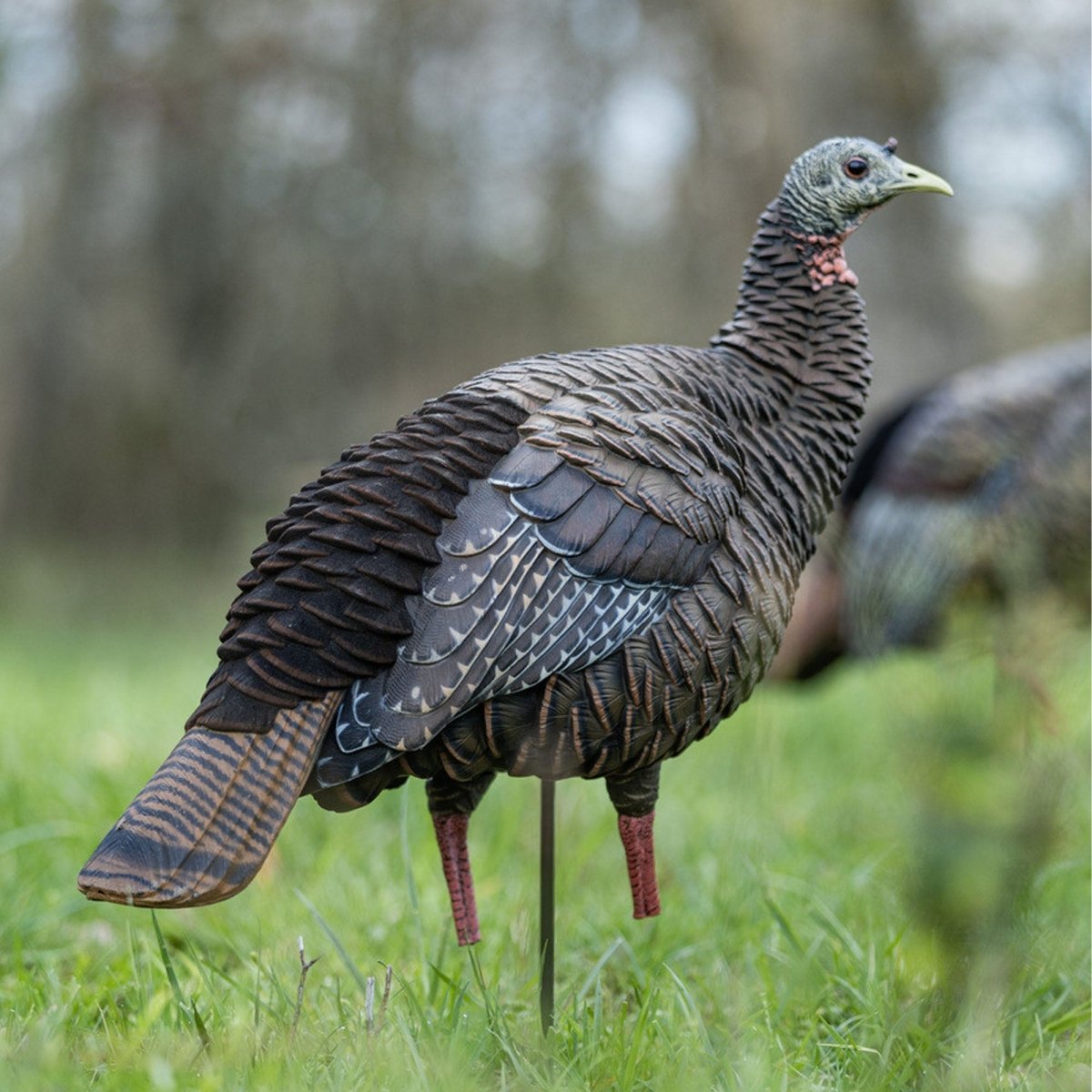 Avian X Heavy Duty Realism Hen Decoy - Forza Sports