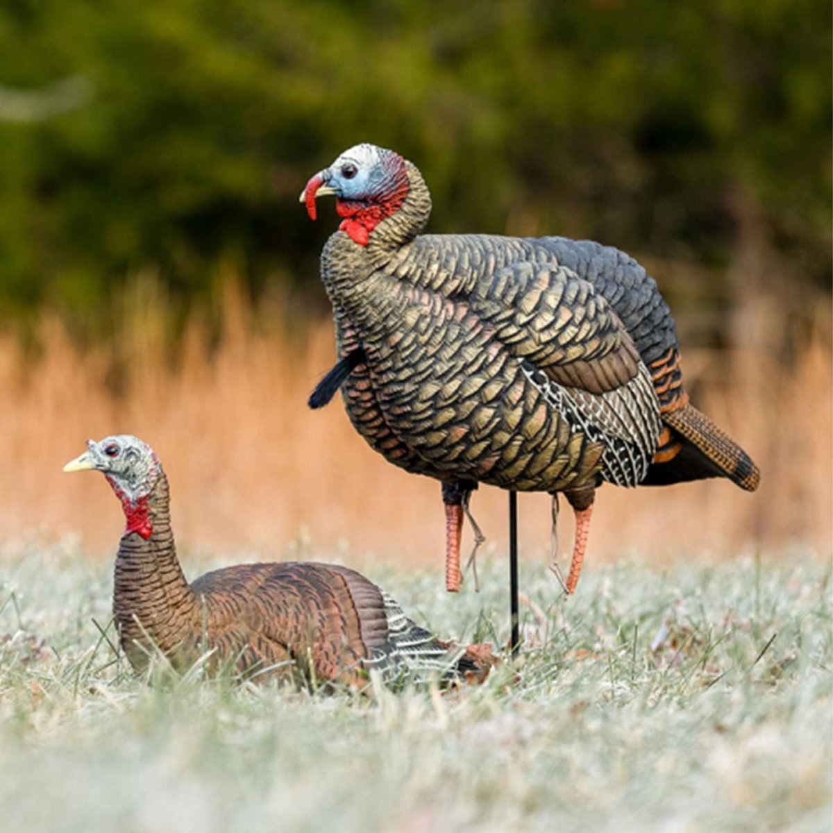 Avian X Heavy Duty Realism Jake Decoy - Forza Sports