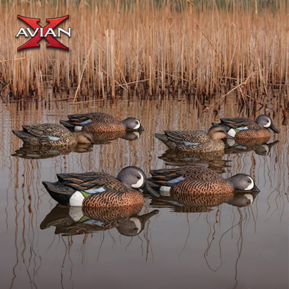 Avian X Topflight Blue - Winged Teal Pack of 6 Floating Decoys - Forza Sports