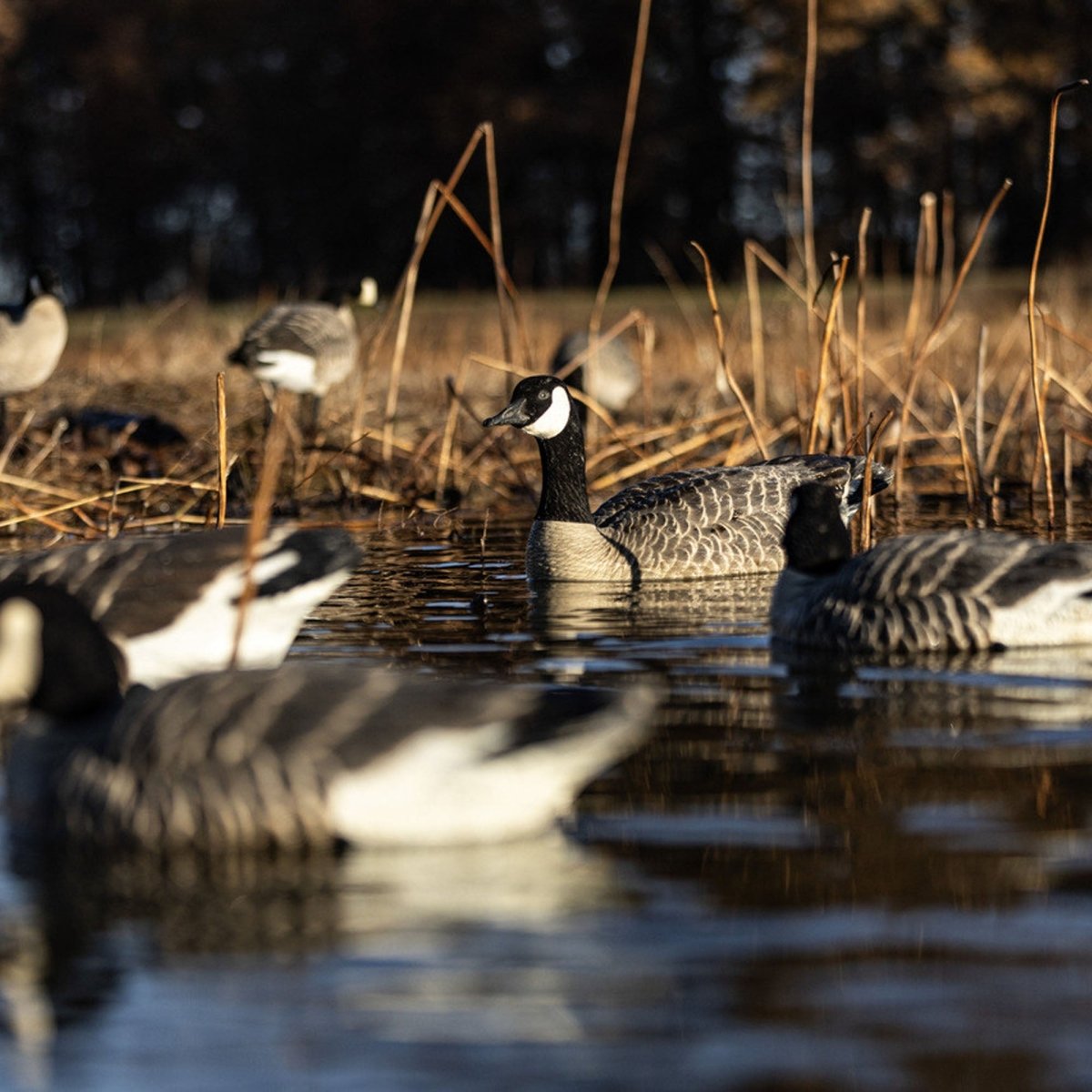 Avian X Topflight Honkers Pack of 4 Floating Decoys - Forza Sports