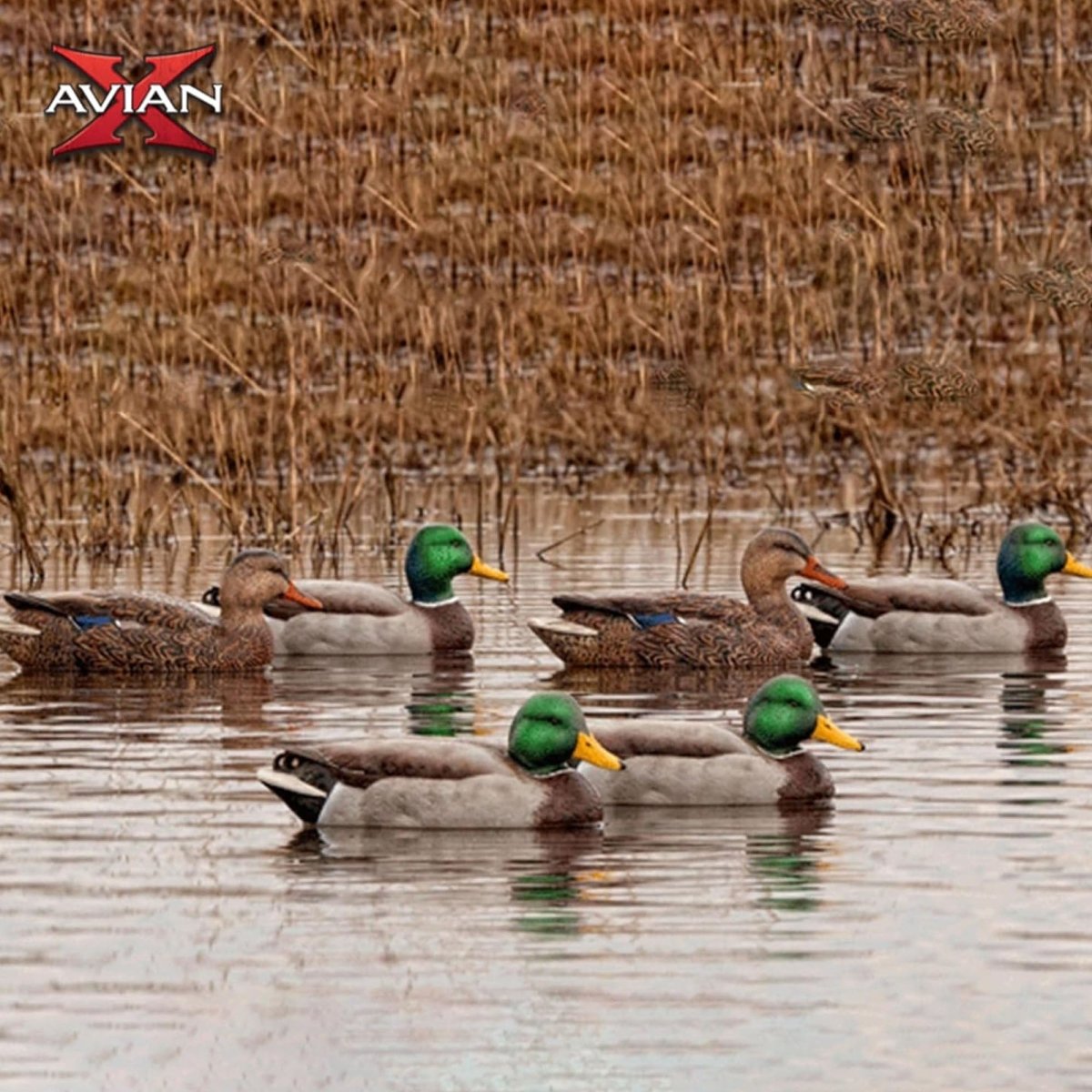 Avian X AXP Full Body Mallards Fusion Pack of 6 Decoys Includes Slot Bag and Field Stakes - Forza Sports