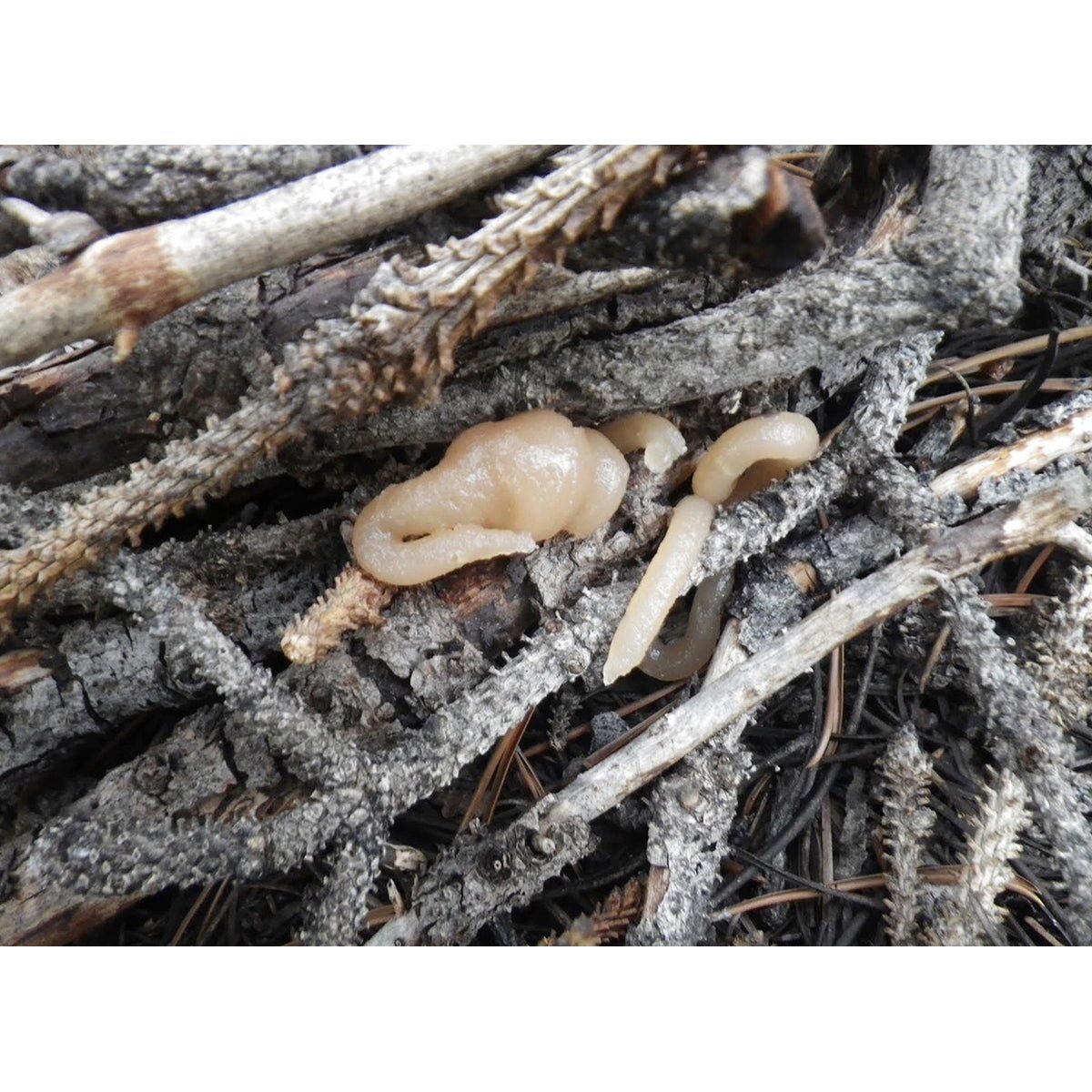 Coghlan's Fire Paste, Emergency Camping Survival Fireplace Campfire Starter - Forza Sports