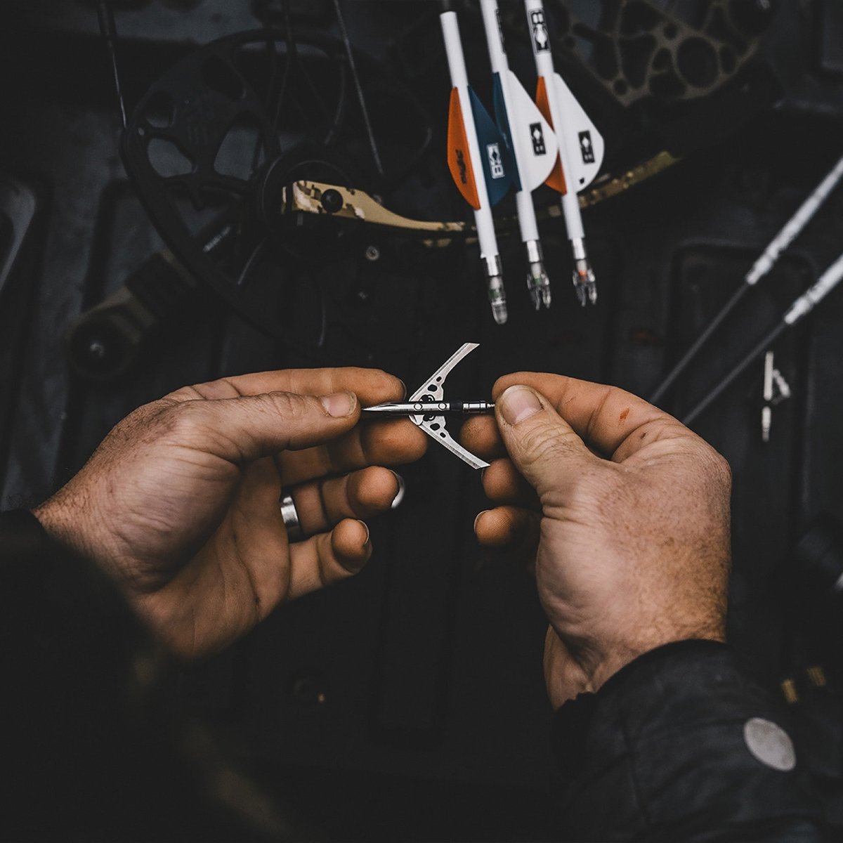 Person adjusting an archery bow trypan no collar with multiple arrows in the background