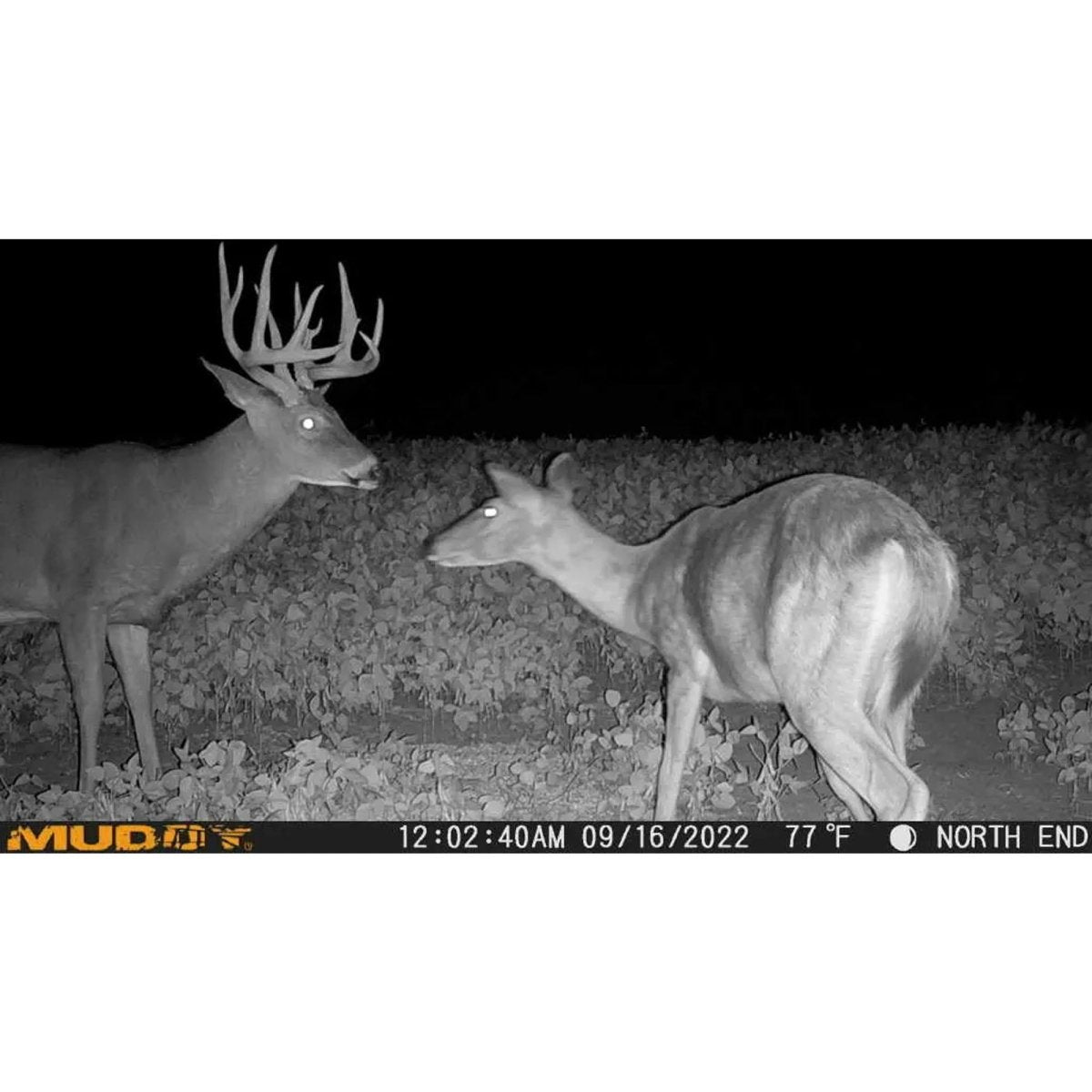 MUDDY - Mitigator Cellular Trail Camera - Brown/Black - Forza Sports