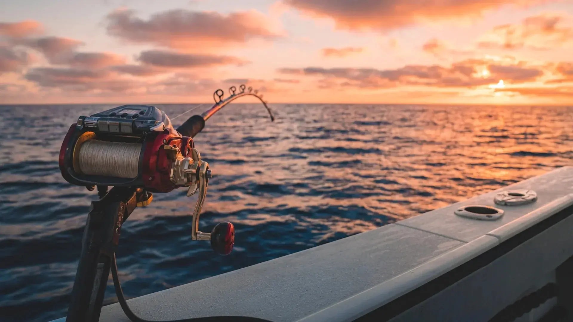 Daiwa - Forza Sports