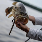 Crush City Pig Stick 5" Rapala