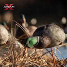Avian X AXP Full Body Mallards Fusion Pack of 6 Decoys Includes Slot Bag and Field Stakes - Forza Sports