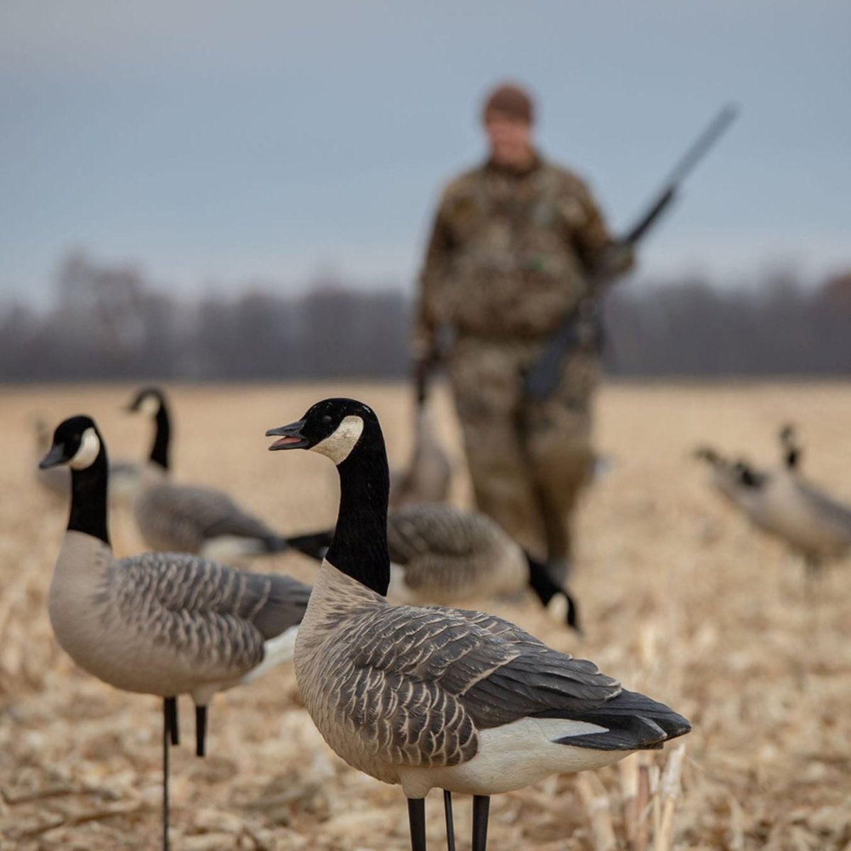 Avian X AXP Honkers: Fusion Pack of 6 Decoys - Forza Sports