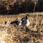 Avian X AXP Lessers : Active Pack of 6 Decoys - Forza Sports