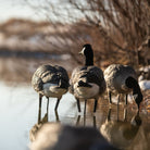 Avian X AXP Lessers : Active Pack of 6 Decoys - Forza Sports