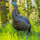 Avian X Heavy Duty Realism Hen Decoy - Forza Sports