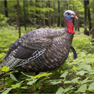 Avian X Lifelike Collapsible Decoy Quarter - Strut, Jake Decoy - Forza Sports