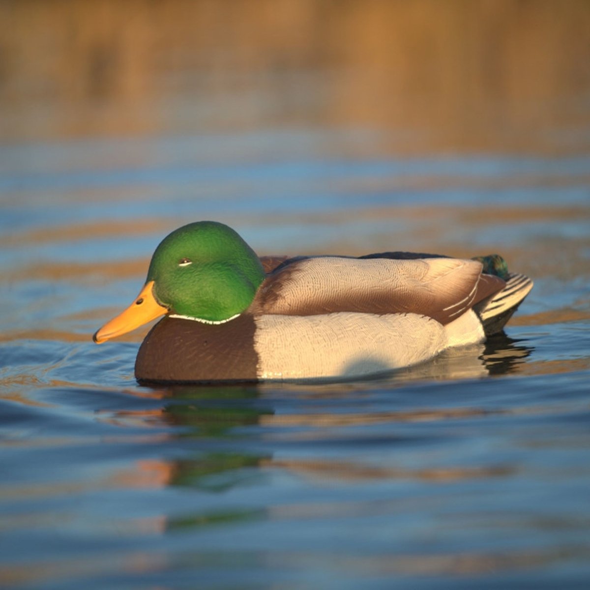 Avian X Power Swimmer Mallard Drake - Forza Sports