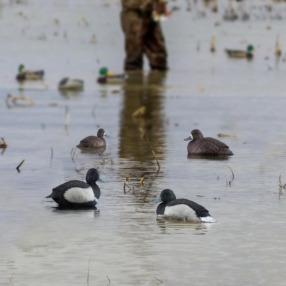 Avian X Topflight Bluebills Pack of 6 Floating Decoys - Forza Sports