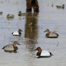 Avian X Topflight Canvasback Pack of 6 Floating Decoys - Forza Sports