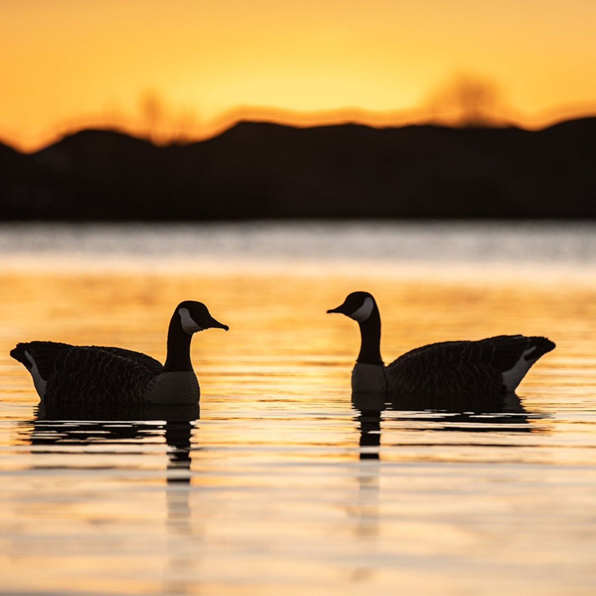 Avian X Topflight Honkers Pack of 4 Floating Decoys - Forza Sports
