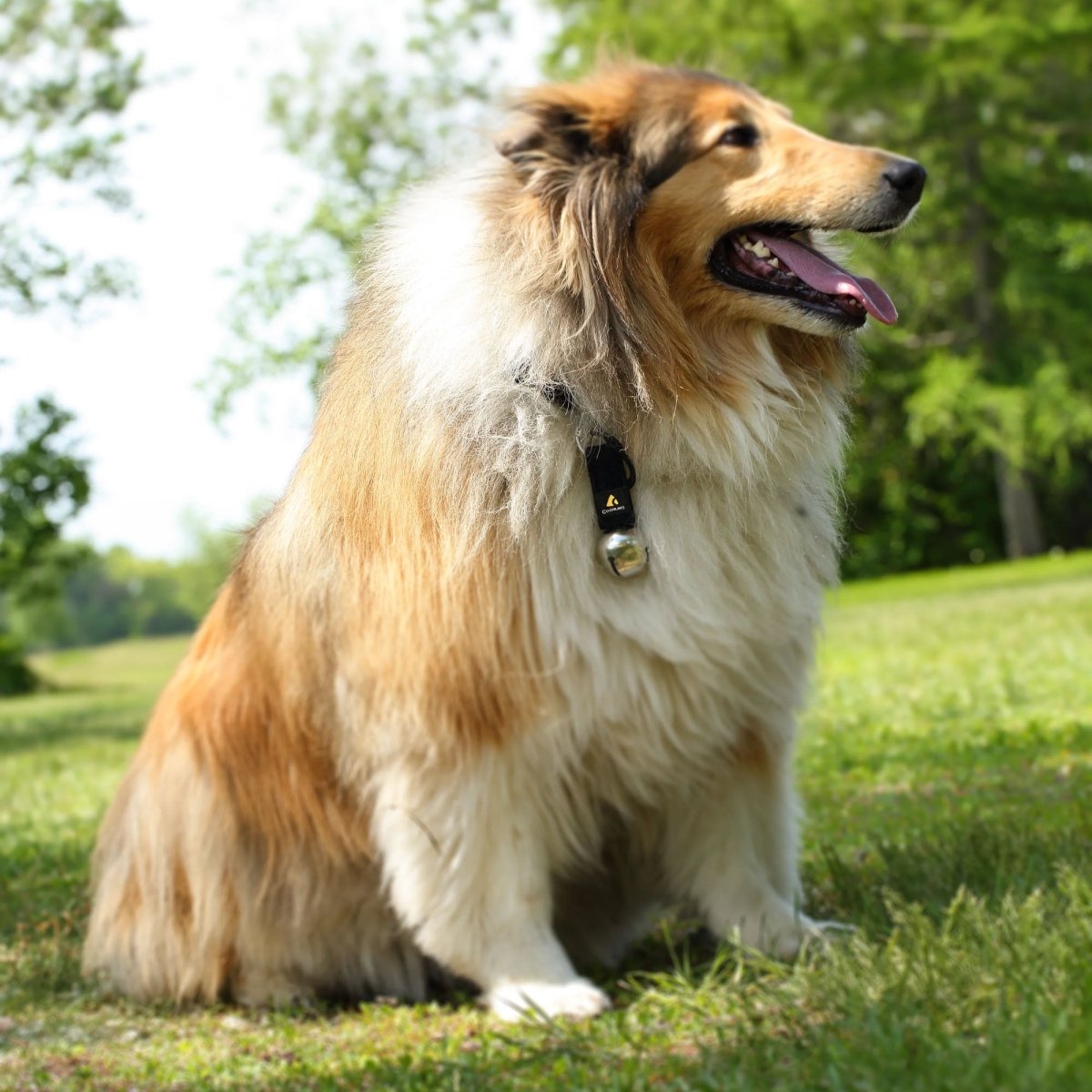 Coghlan's Bear Bell with Carabiner and Magnetic Pouch - Silver - Forza Sports