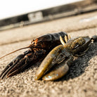 Rapala CrushCity Bronco Bug 4" Fishing Soft Bait - Forza Sports