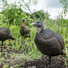 Flextone Hunting Thunder Chick Breeder - Forza Sports