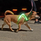 Noxgear Lighthound 360 Visibility Multicolor Reflective LED Dog Harness - Small Noxgear