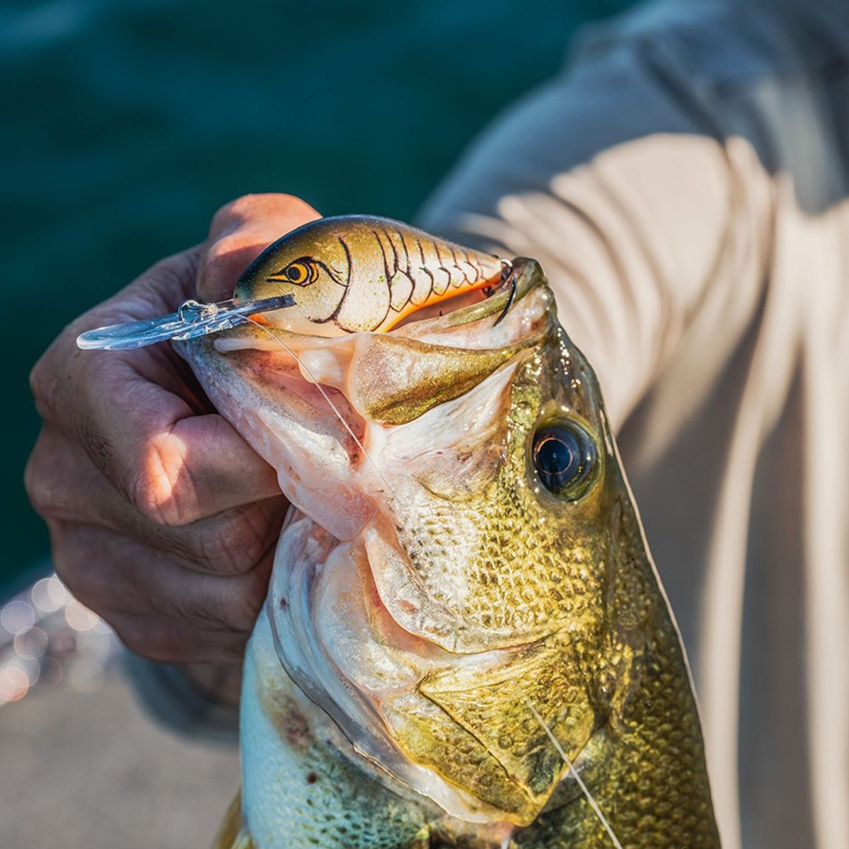 Rapala Dives-To 10, Fishing Lure - Forza Sports
