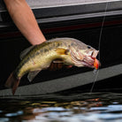 Rapala Dives-To 08, Fishing Lure - Forza Sports