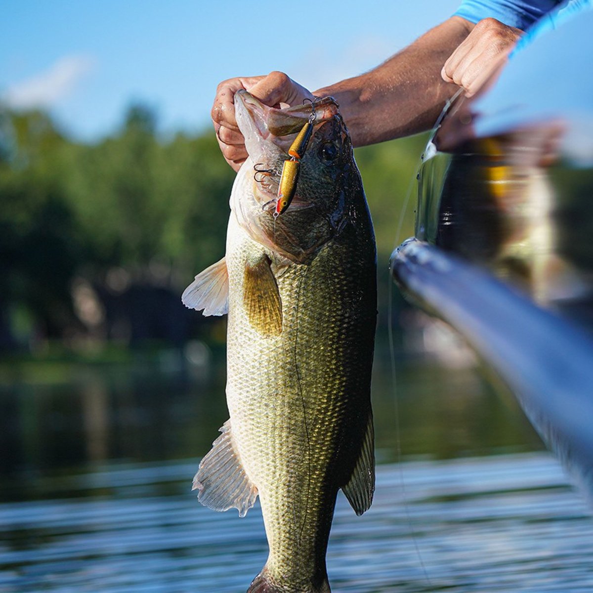 Rapala Jointed 11, Fishing Lure - Forza Sports