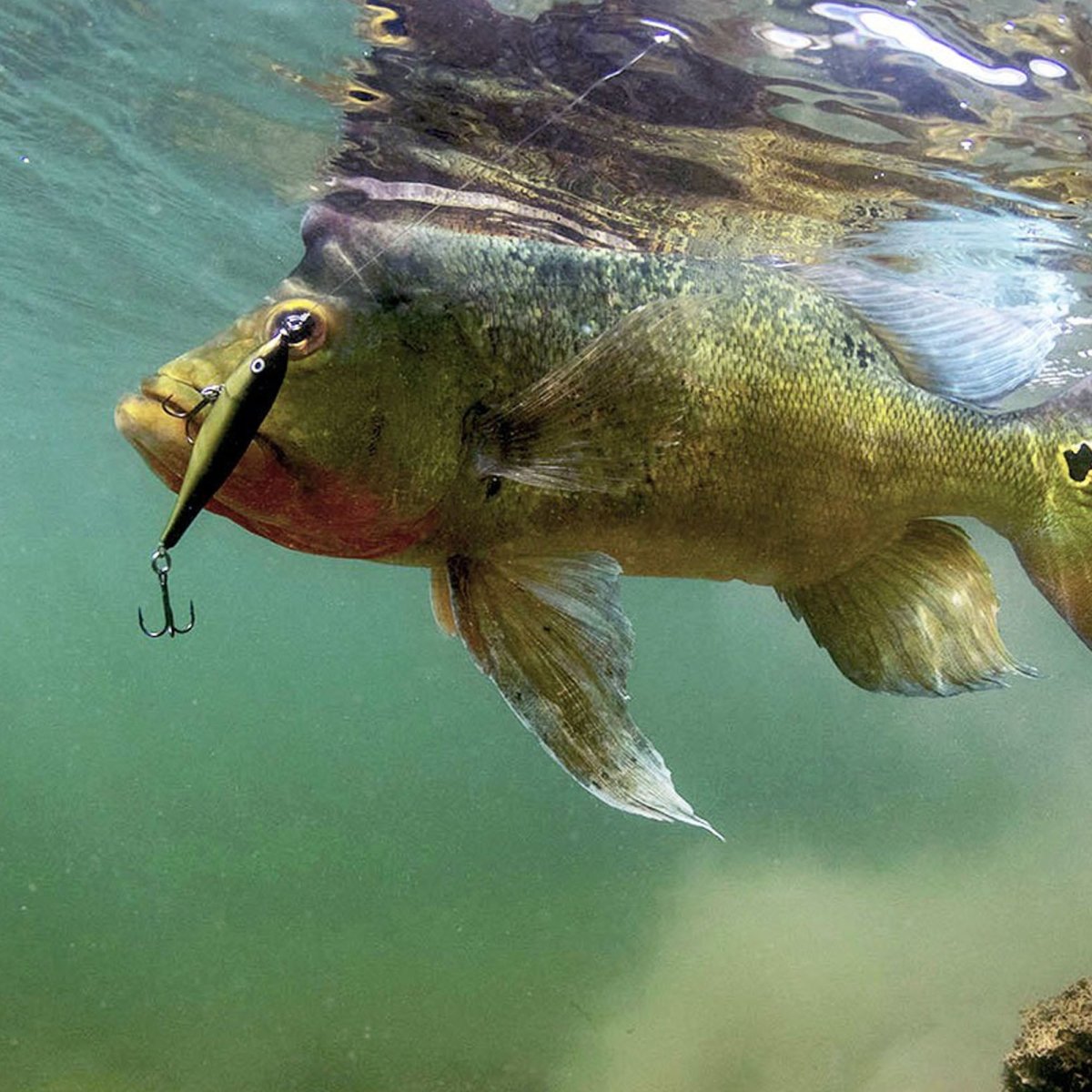 Rapala Twitchin' Rap 8, Fishing Lure - Forza Sports