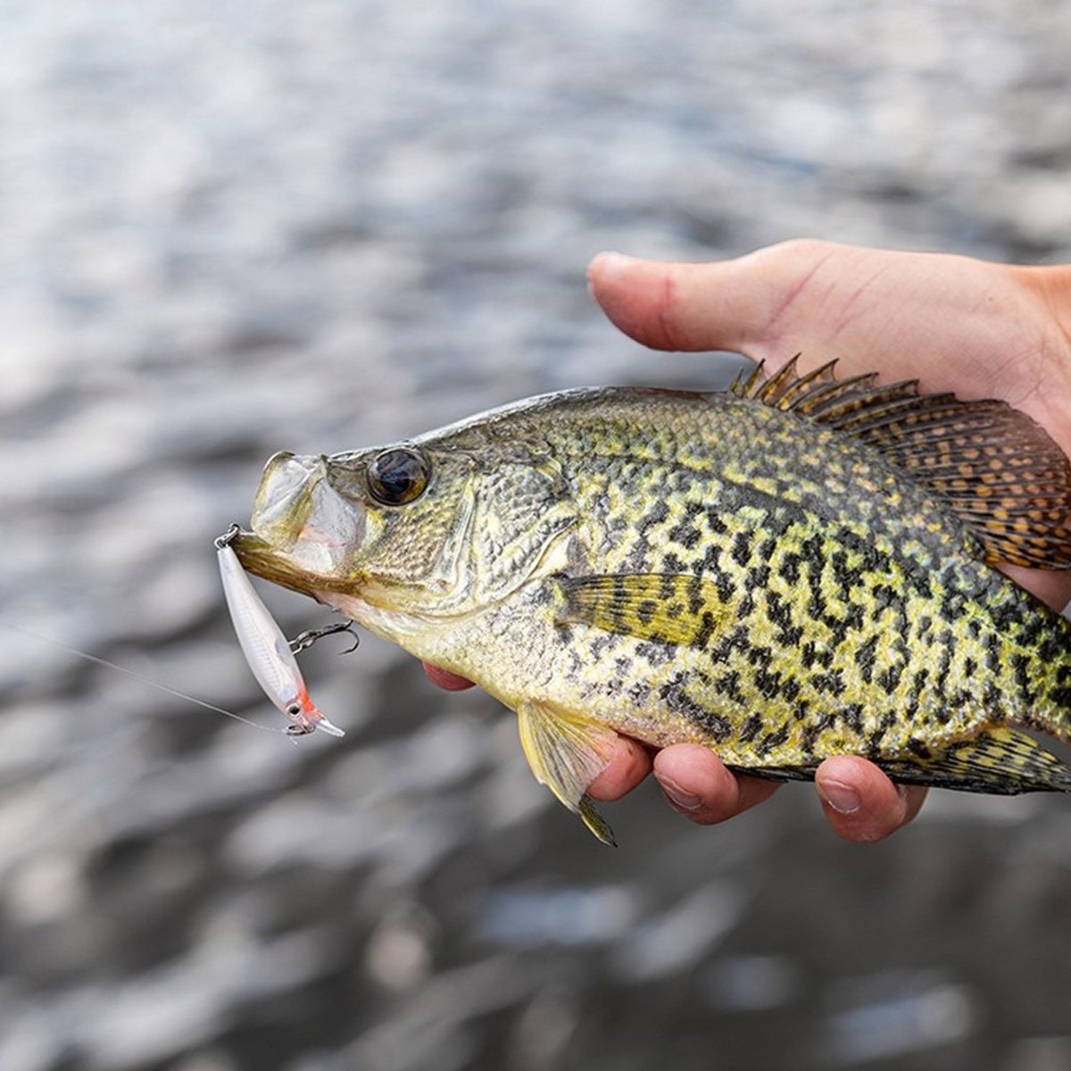 Rapala X-Rap 08, Fishing Lure - Forza Sports