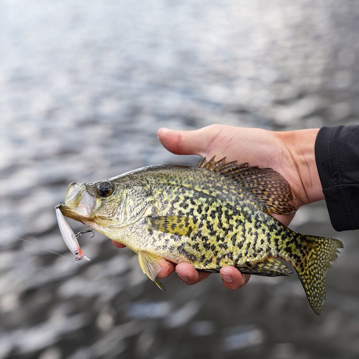 Rapala X-Rap 12, Fishing Lure - Forza Sports