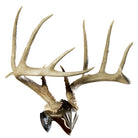 Skull Hooker - Bone Bracket Skull Cap Combo - Brown/Black - Forza Sports