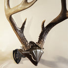 Skull Hooker - Skull Cap - Small/Medium Game Wall Mount - Brown - Forza Sports